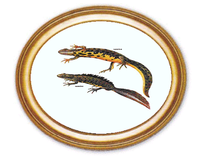 Great Crested Newt - click for more info