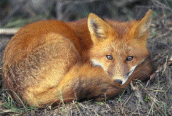 Red Fox [Vulpes Vulpes]