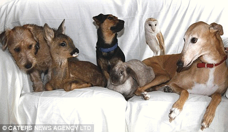 From left, Toby, a stray  Lakeland dog; Bramble, an orphaned roe deer; Buster,a stray Jack Russell; a dumped rabbit; Sky, an injured barn owl; and Jasmine 
