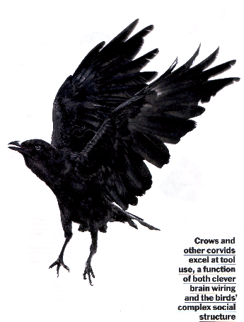 Crows and other corvids excel at tool use,a function of both clever brain wiring and the bird's complex social structure