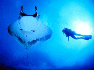 Andrea Marshall & Manta Ray