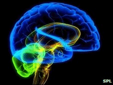 The research could give insights into brain disease  