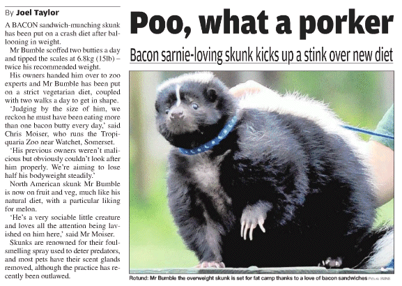 Rotund:Mr Bumble the overweight skunk is set for fat camp thanks to a love of bacon sandwiches