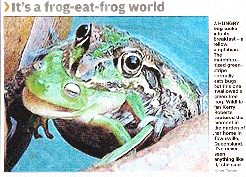 Frog eats frog