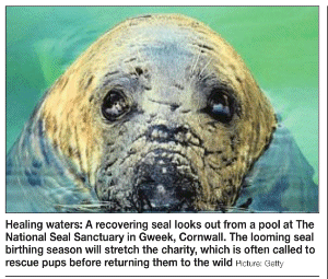 Click for Seal Sanctuary