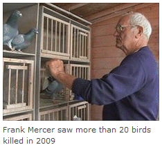 Frank Mercer saw more than 20 birds killed in 2009