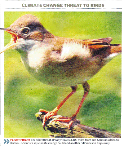 FLIGHT FRIGHT The whitethroat already travels 3,400 miles from sub-Saharan Africa to Britain - scientists say climate change could add another 342 miles to its journey 