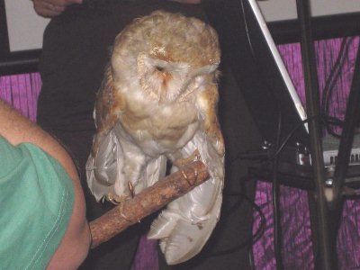 Barn Owl [life size!]