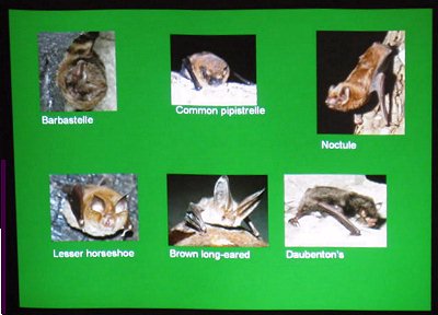 Some bat species.
