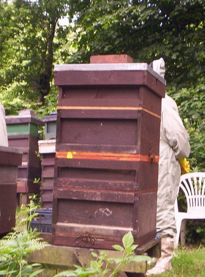One of the hives.