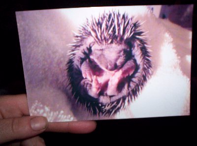 Just when we thought they could not be any smaller - a photo of a baby hedgehog.