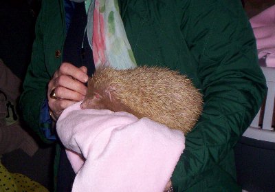 Albino hedgehogs are extremely rare and we were told this could be the only one we would ever see.