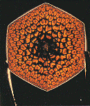 Cross-section of bamboo [notice also the hexagonal outer shape]