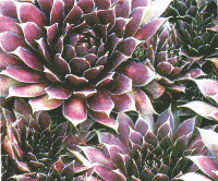 Black Prince - showing petal arrangements