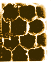 Hexagonal symmetry of honeycomb