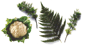 Ferns are obvious examples of affine transformation