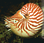 The Nautilus shell - a consequence of growth.