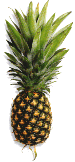 The skin of the Pineapple