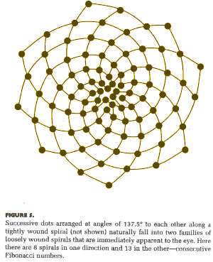 Sunflower seed head showing the Fibonacci numbers and 'golden angle' [Picture: Nature's Numbers - Ian Stewart]