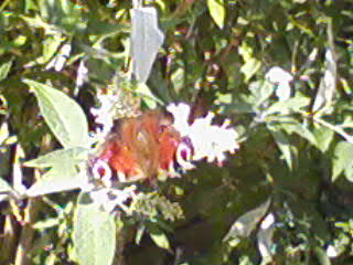 Peacock Butterfly