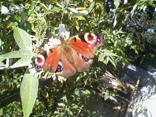 Peacock Butterfly