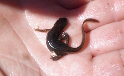 Found at last - the Crested Newt,dubbed TINY because he is "My-Newt"