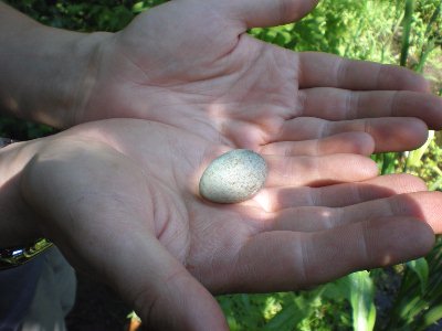 Also found today - an egg, sitting on the Herb Tablet.