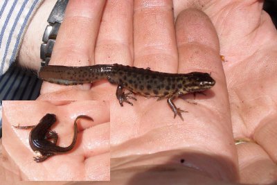 Handled with care - Tiny shows off the fingers and markings of the crested newt